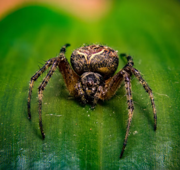 Spider Control Services