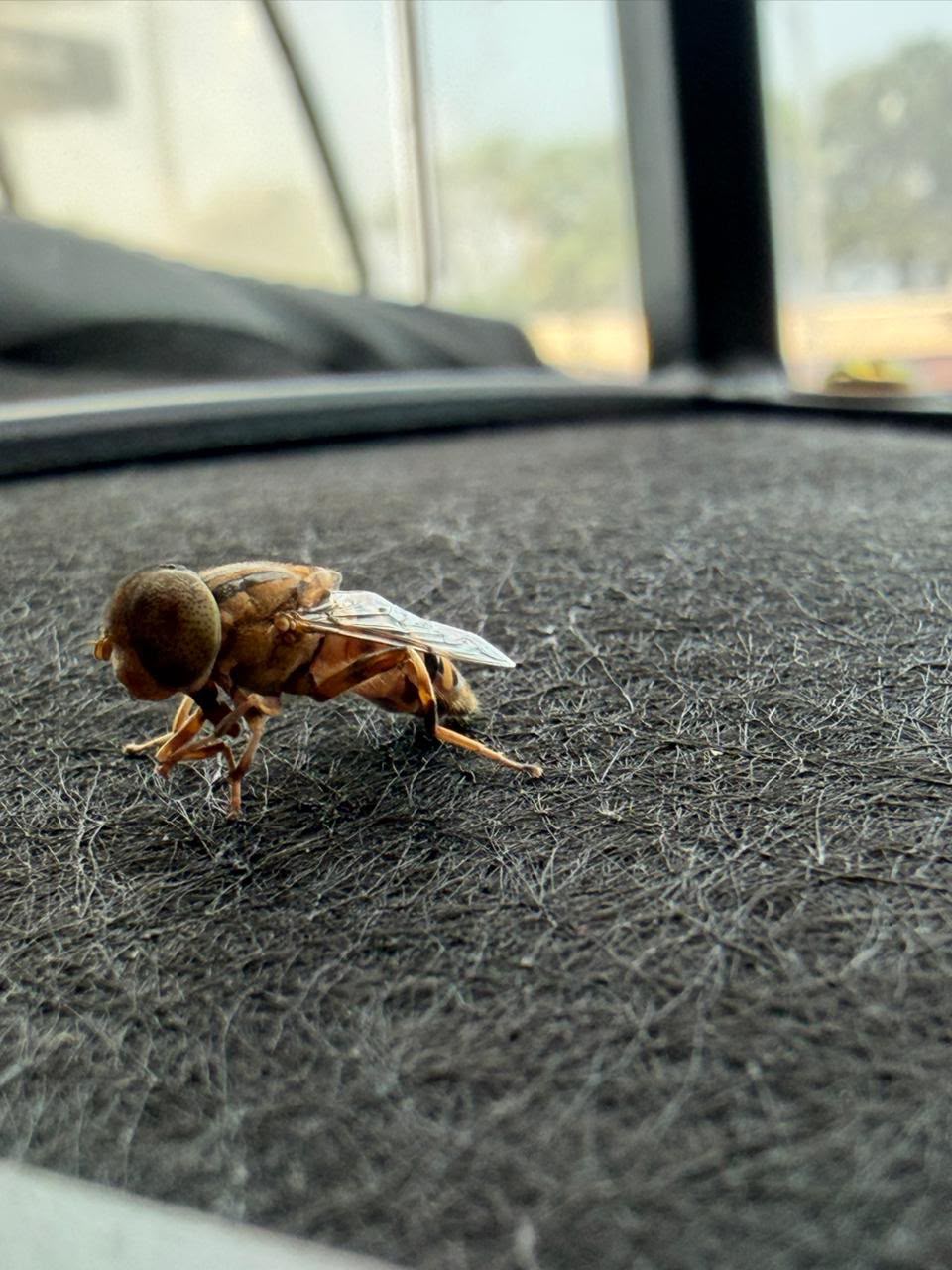Fly Control Services