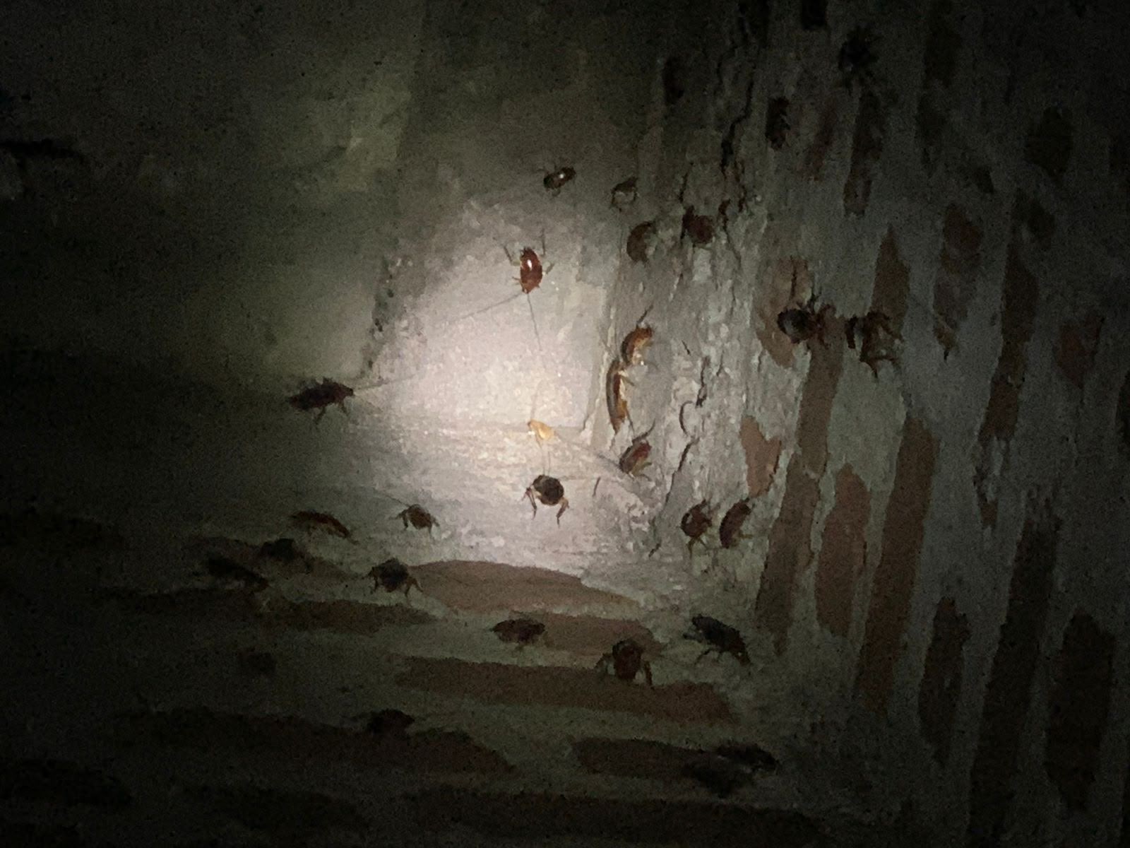 Cockroach Control Services