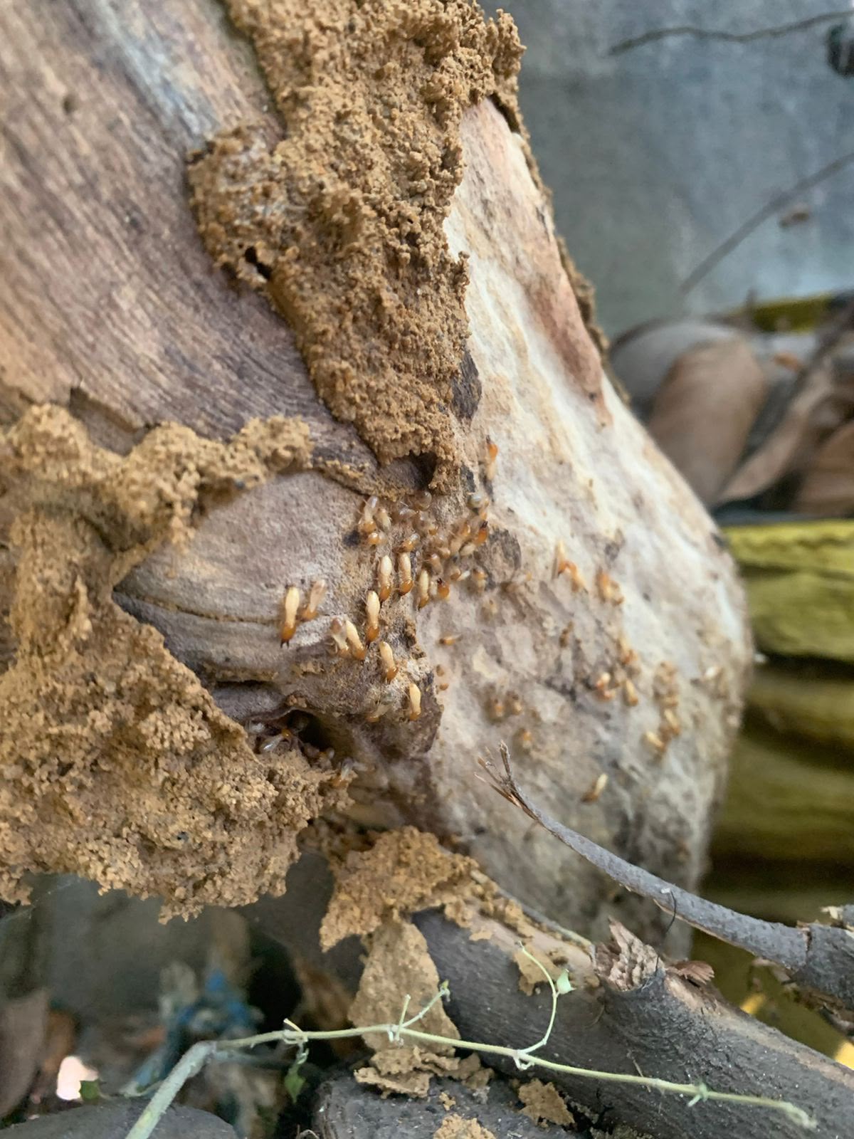 Termite Control Services