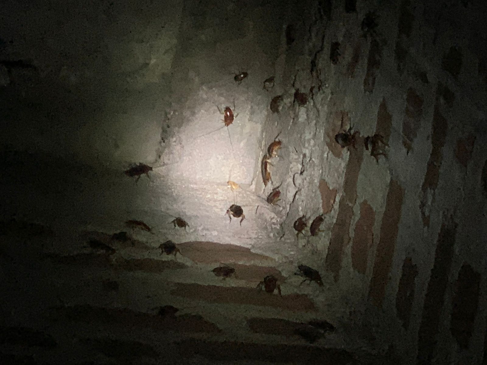How to Get Rid of Cockroaches in Sri Lanka