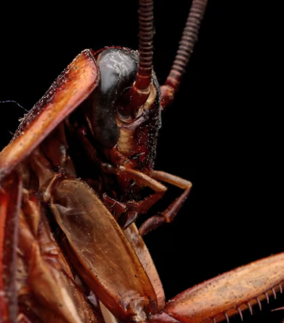 Cockroach Control in Sri Lanka: Signs, Prevention, Inspection and Professional Treatment