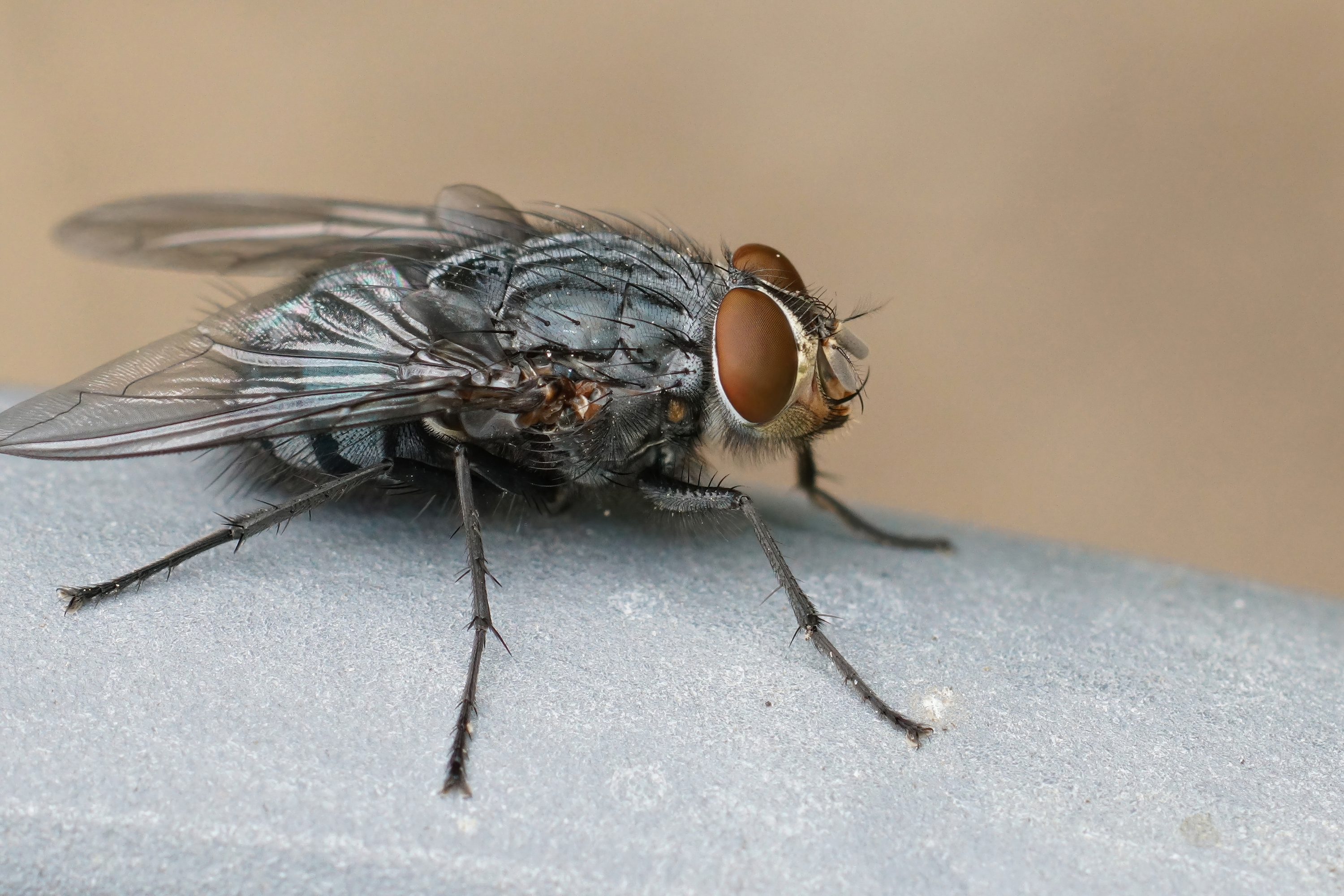 Fly Control in Sri Lanka: Electronic Fly Killers, Catching Machines and Professional Solutions