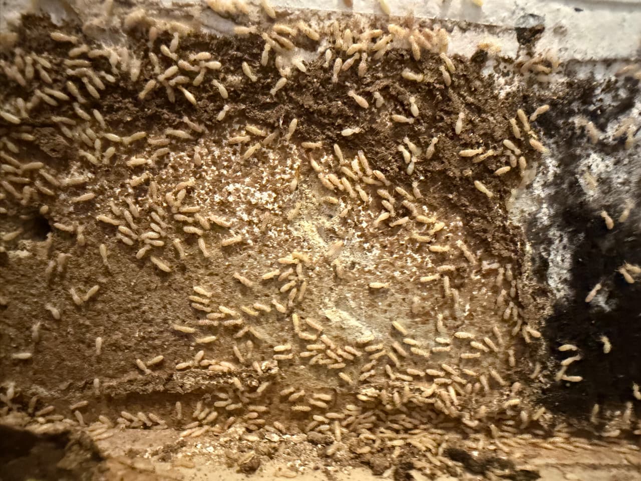 Post Construction Termite Treatment in Sri Lanka: Protecting Your Property from the Silent Destroyer