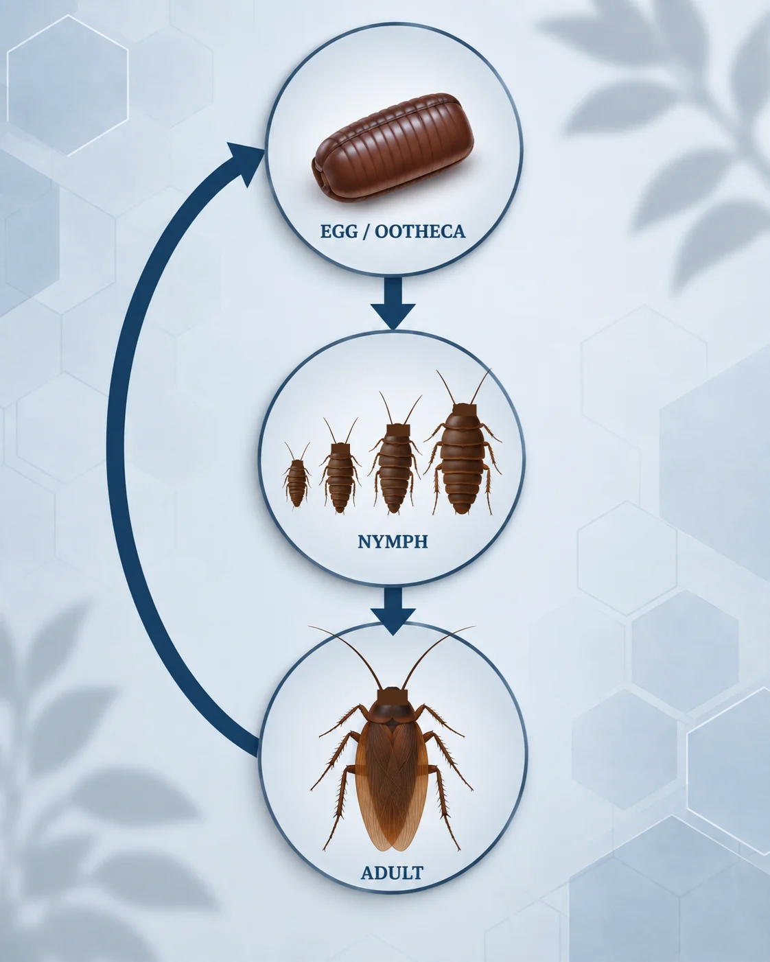 The Cockroach Life Cycle: Understanding the Biology of a Resilient Pest